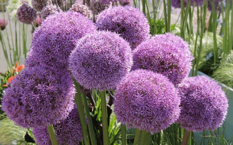 Alliums