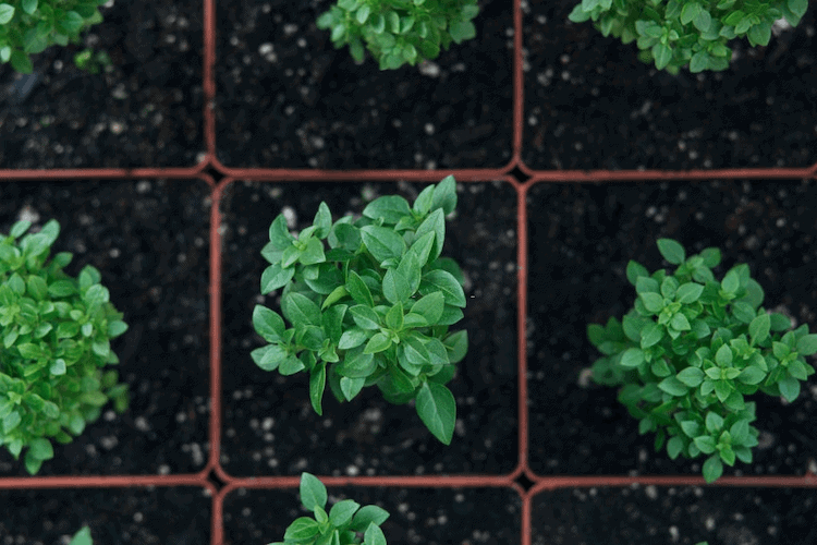 Basil plant