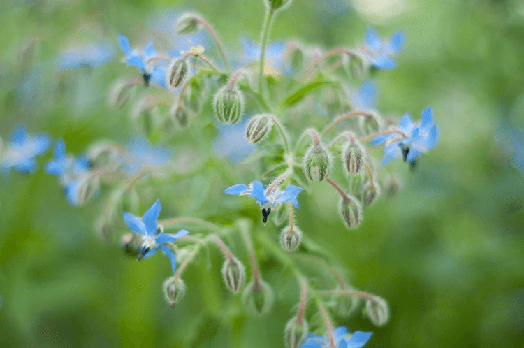 Borage plant