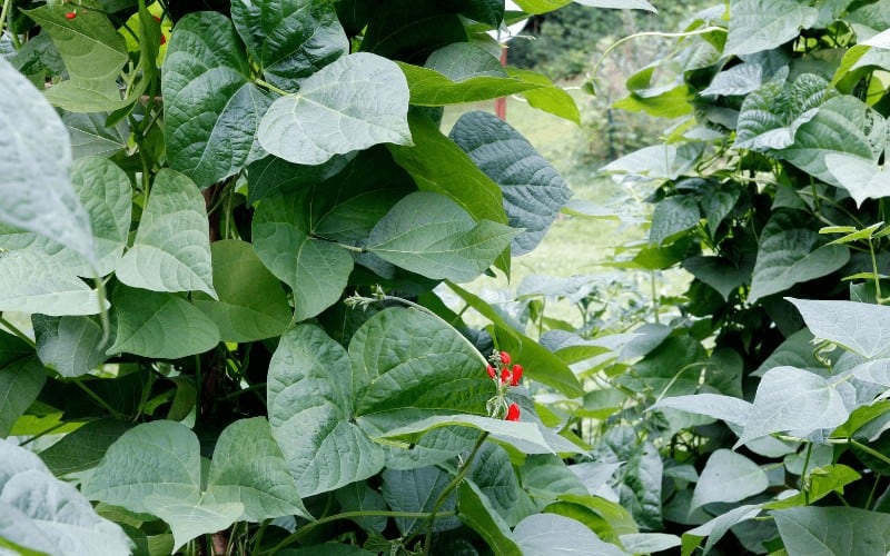 Bush or Pole Beans