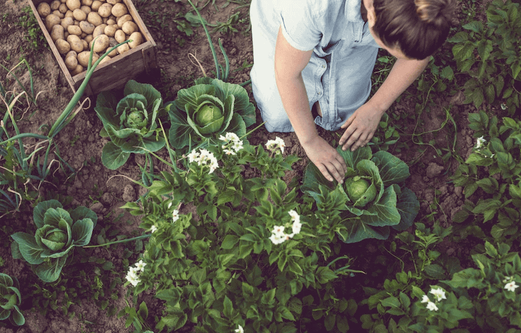 Cabbage plant