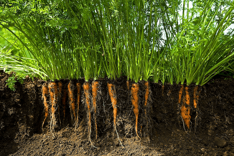Carrot plant