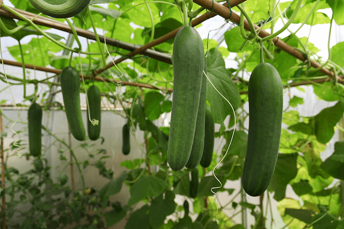 Cucumbers