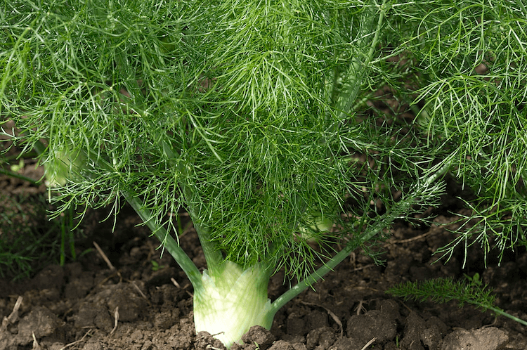 Fennel plant