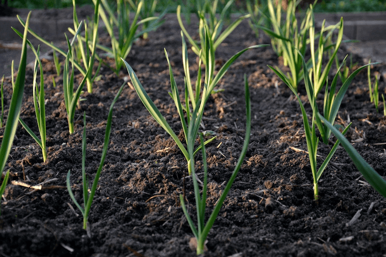 Garlic plant