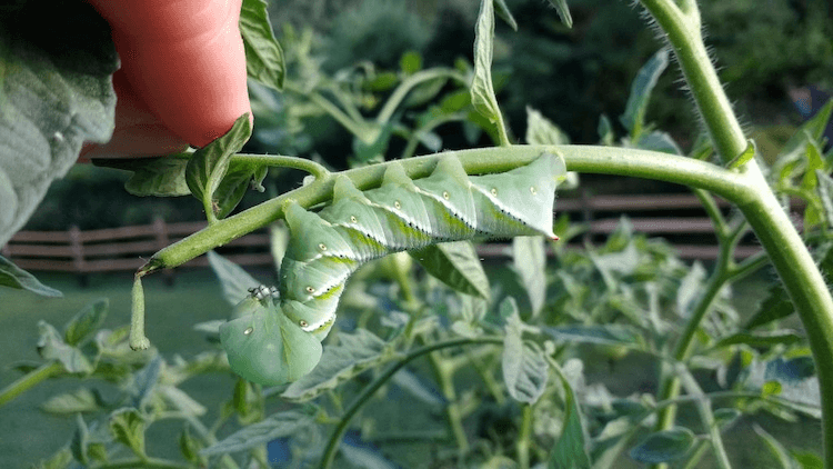 How Do I Protect My Tomato Plants From Bugs
