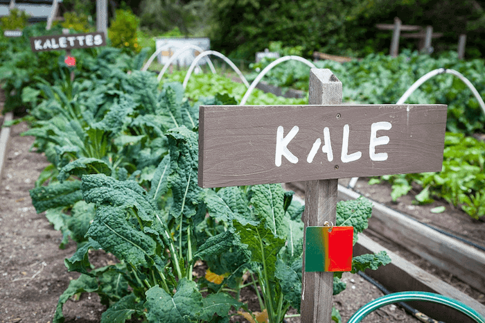 Kale