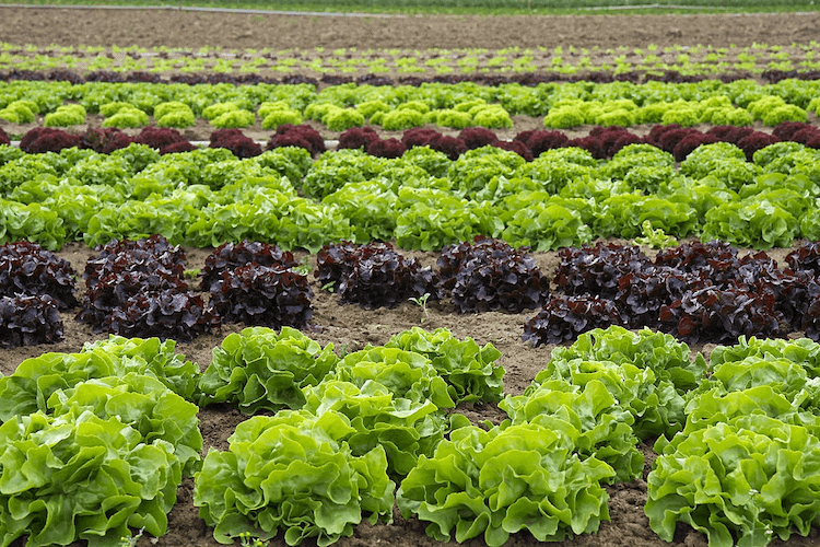 Leaf Lettuce plant