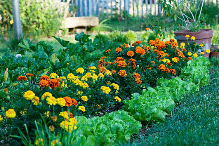 Marigolds plant