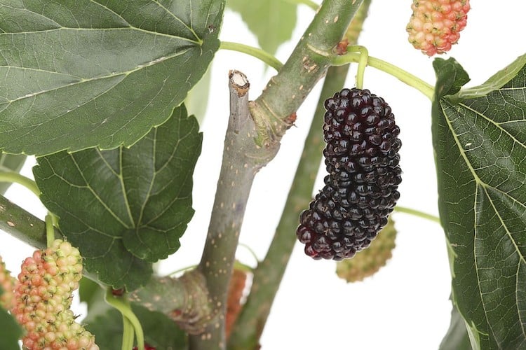 Mulberry Tree care