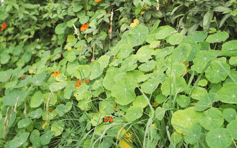 Nasturtiums