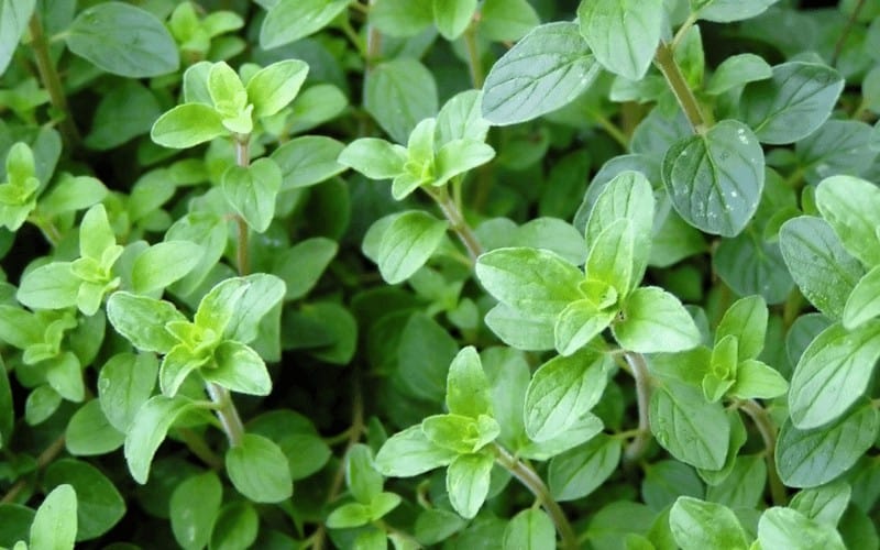 Oregano