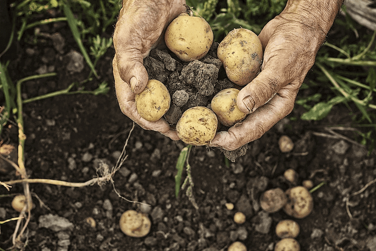 Potato plant