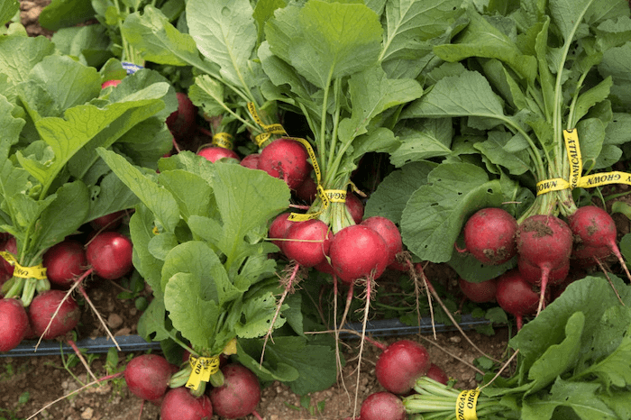 Radishes plant