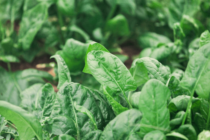 Spinach plant