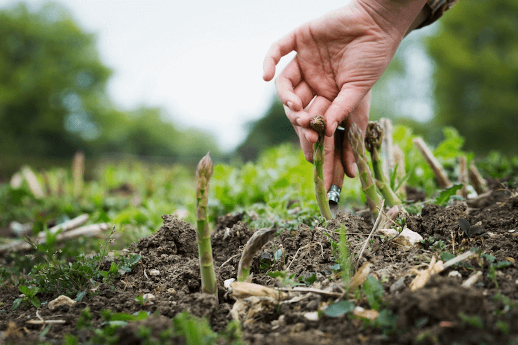 asparagus plant