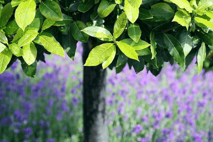 bay leaves