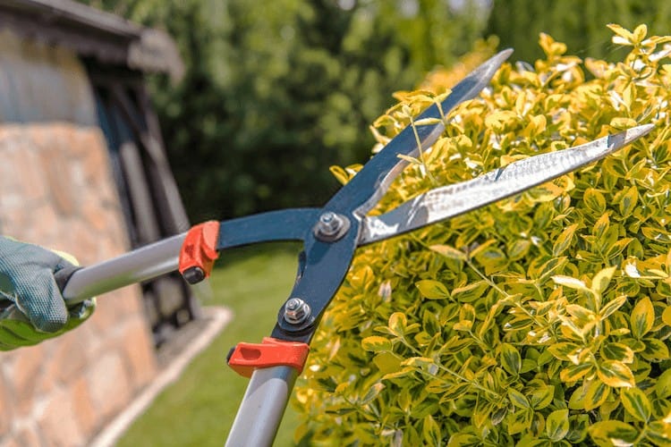 best pruning loppers