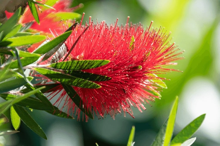 bottle brush tree care