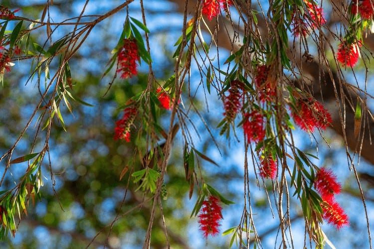 bottle brush tree