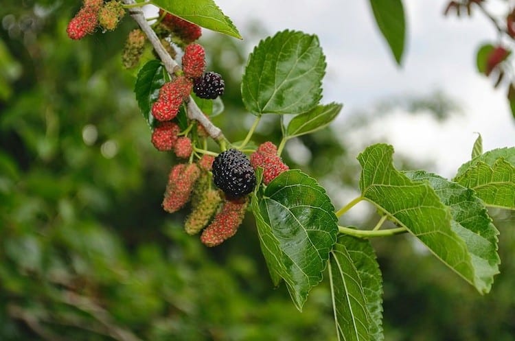 care for mulberry tree