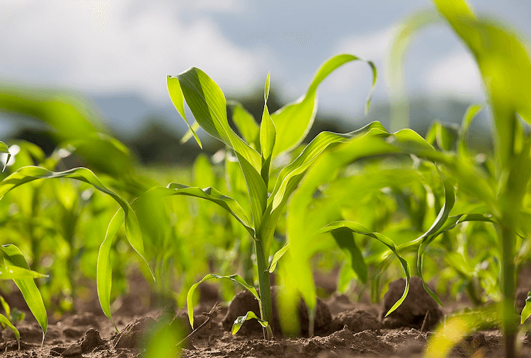 corn plant