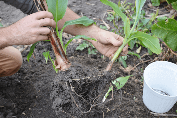 dwarf banana tree care