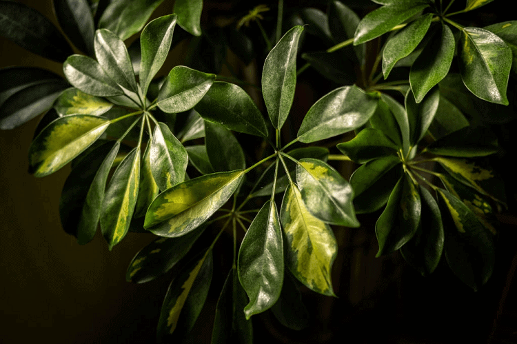 dwarf umbrella plant