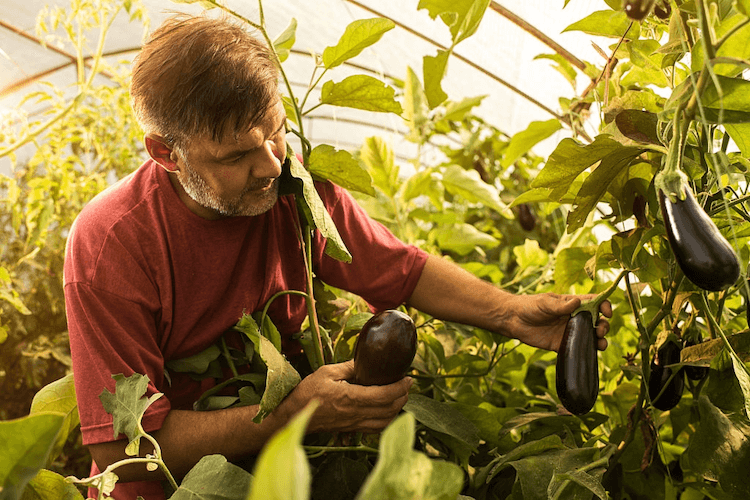 eggplant