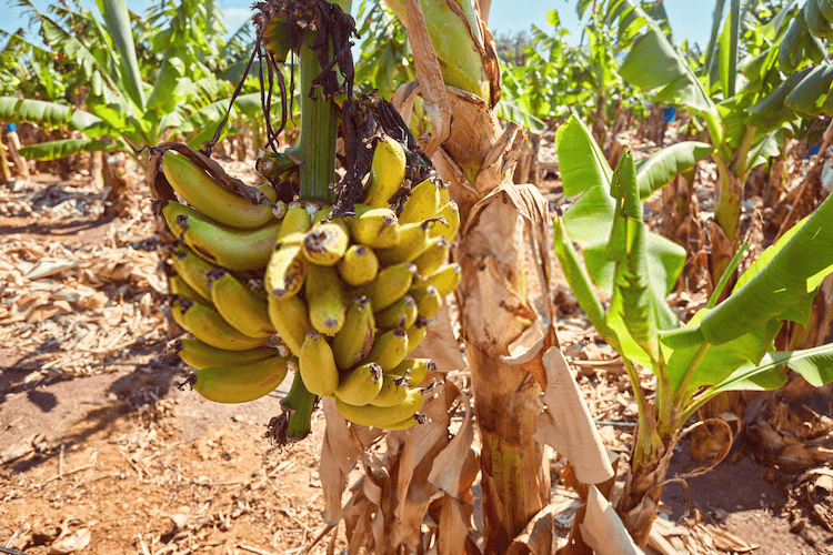 how to care for a dwarf banana tree