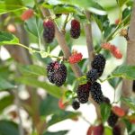 how to grow Mulberry Tree