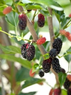 how to grow Mulberry Tree