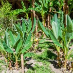 how to grow dwarf banana tree