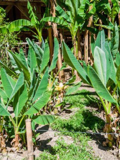 how to grow dwarf banana tree
