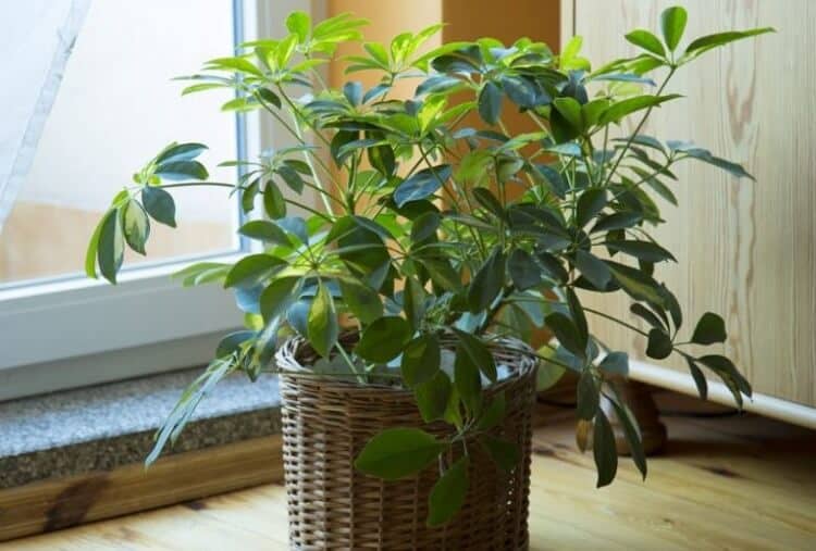 how to grow umbrella plant