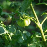 how to protect tomato plants from bugs