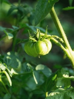 how to protect tomato plants from bugs