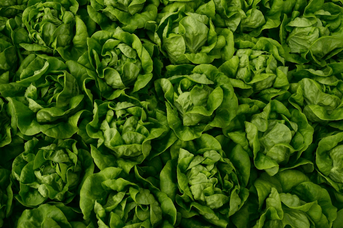 lettuce leaves