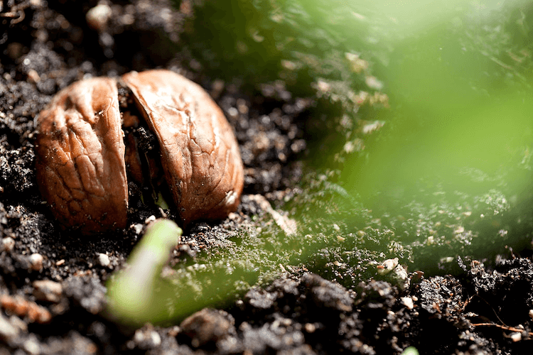 walnut plant