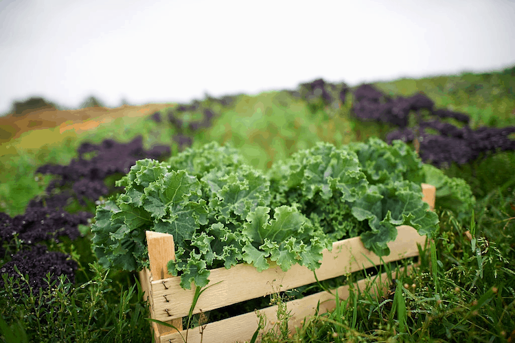 what not to plant with kale