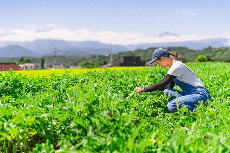 what to plant with watermelon