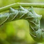 what to spray on tomato plants to keep bugs away