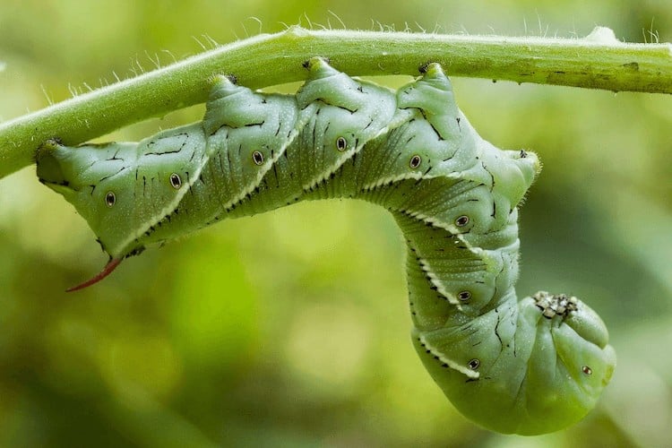 what-to-plant-with-tomatoes-to-keep-bugs-away