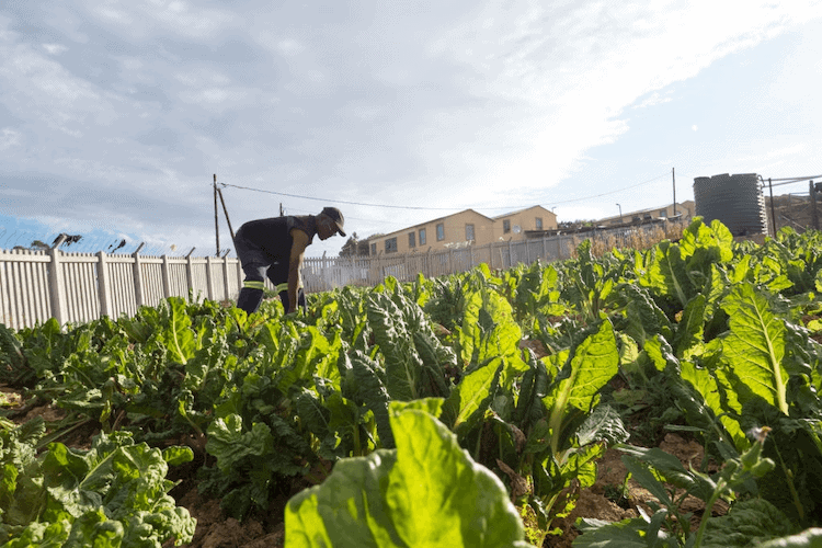 when to harvest spinach