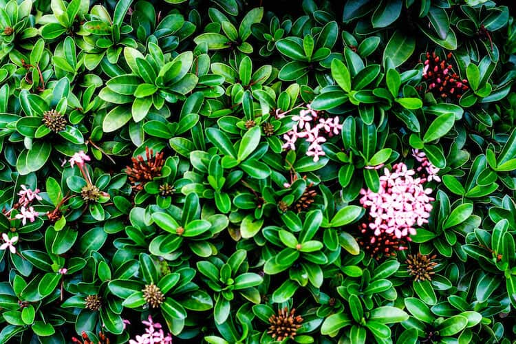 Arctostaphylos uva-ursi