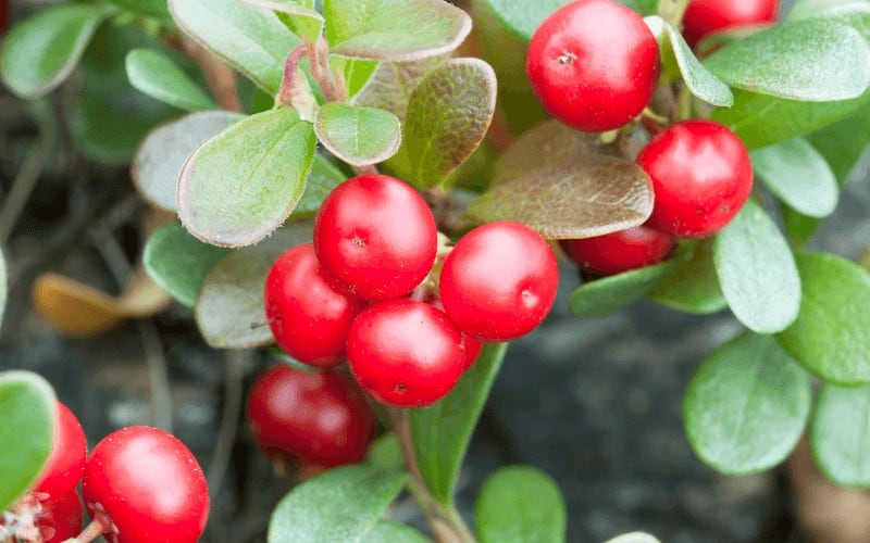 Bearberry