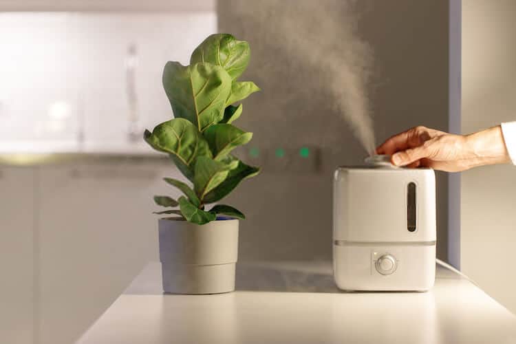 Benefits of Plant Humidifiers