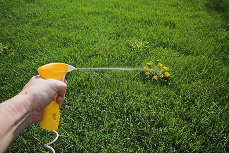 Best Dandelion Killers Of 2024 (For Lawn, Garden, & Yard)