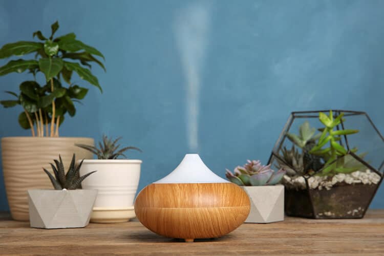 Best Humidifier For Plants