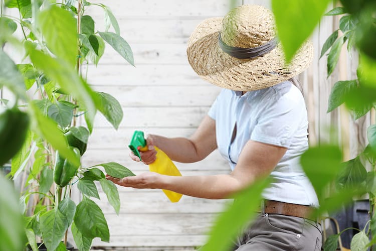 Best Insect Killer For Vegetable Garden